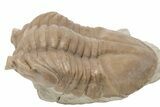 D Asaphus Plautini Trilobite Fossil - Russia #200411-2